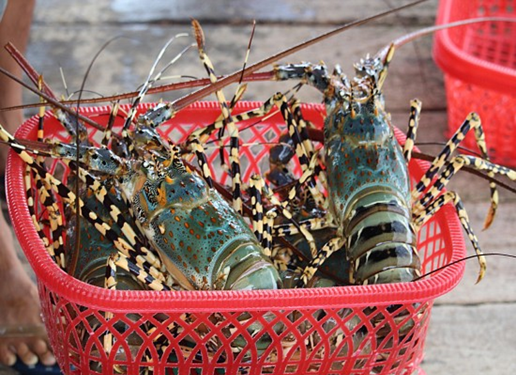 Trung Quốc miễn thuế cho 33 mặt hàng thủy sản của Việt Nam