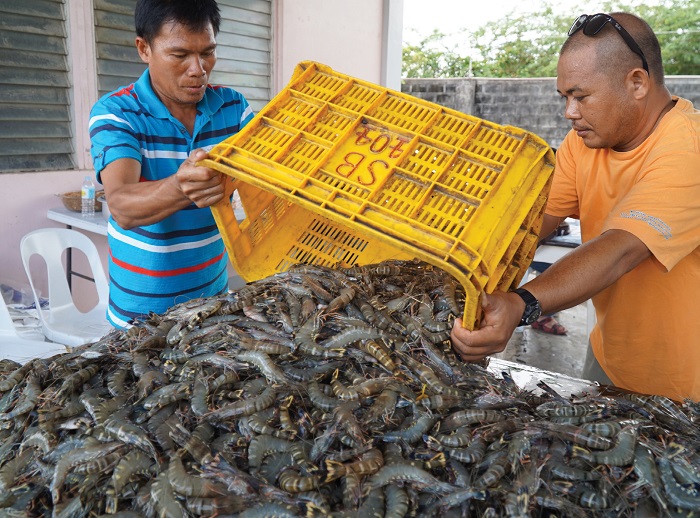Indonesia mục tiêu sản xuất 350.000 tấn tôm nuôi năm 2026