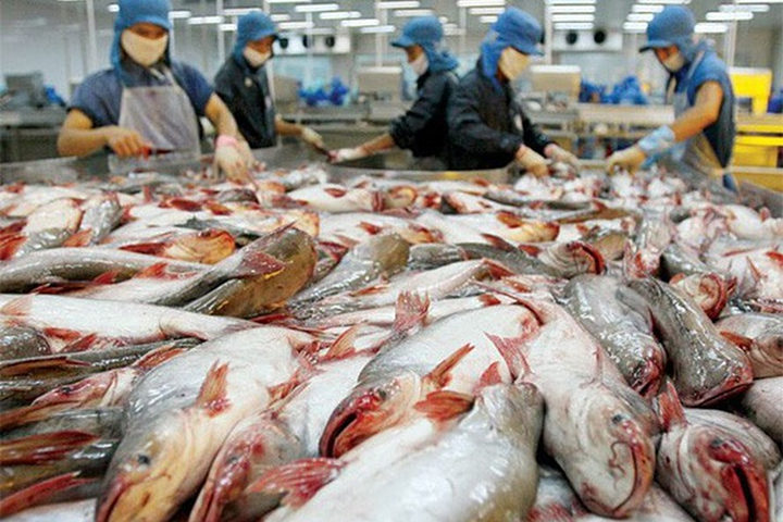 Xuất khẩu cá tra tăng mạnh đầu năm