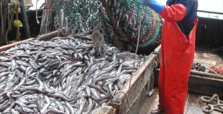 Hạn ngạch đánh bắt cá minh thái biển Bering có thể tăng vào năm 2023