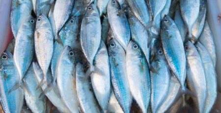 EU chiếm 51 sản lượng cá thế giới 