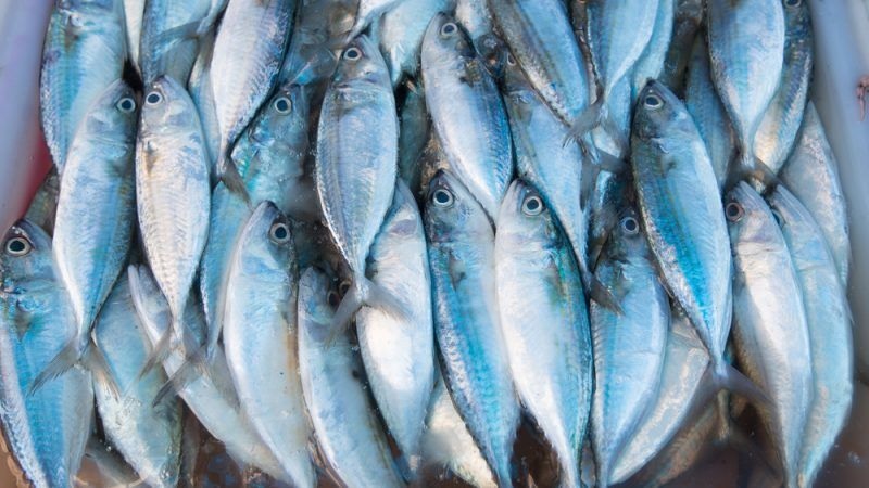 EU chiếm 51 sản lượng cá thế giới