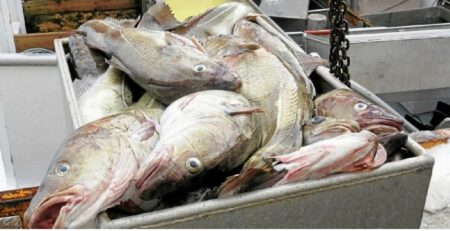Giá cá cod đông lạnh của Na Uy giảm do sản lượng tăng 