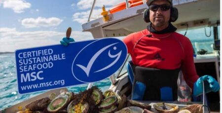 Hội đồng Quản lý Hàng hải MSC đưa ra tiêu chuẩn toàn cầu mới về chứng nhận bền vững nghề cá 