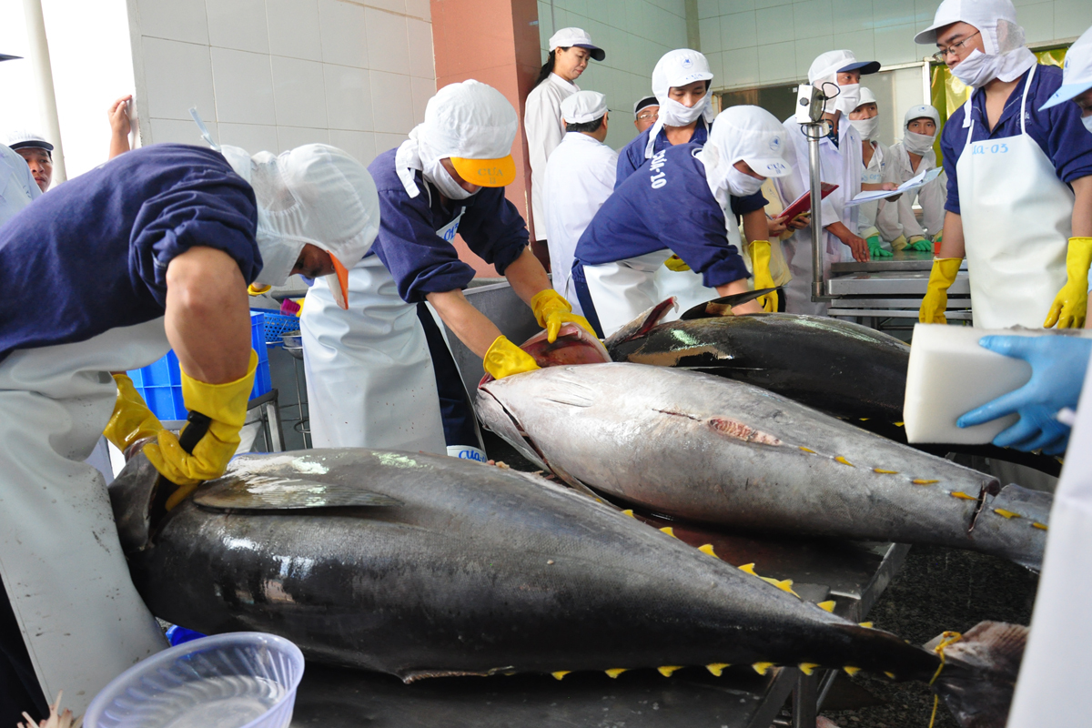 Xuất khẩu cá ngừ sang Tây Ban Nha tăng vào dịp cuối năm