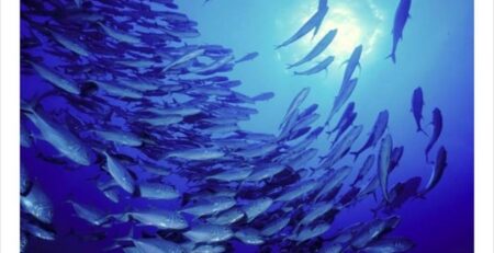 Các nước Nam Âu muốn thiết lập hạn ngạch đánh bắt cá trong nhiều năm 