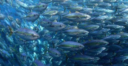 EU và Vương quốc Anh ký thỏa thuận về cơ hội nghề cá năm 2023 