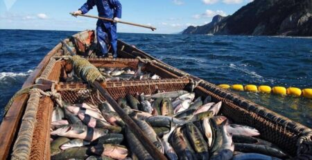 Hạn ngạch đánh bắt cá của Nhật Bản ở vùng biển Nga giảm 1/3 vào năm 2023