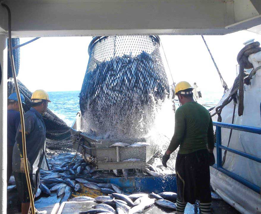 Giá cá ngừ vằn tại Bangkok vẫn ổn định