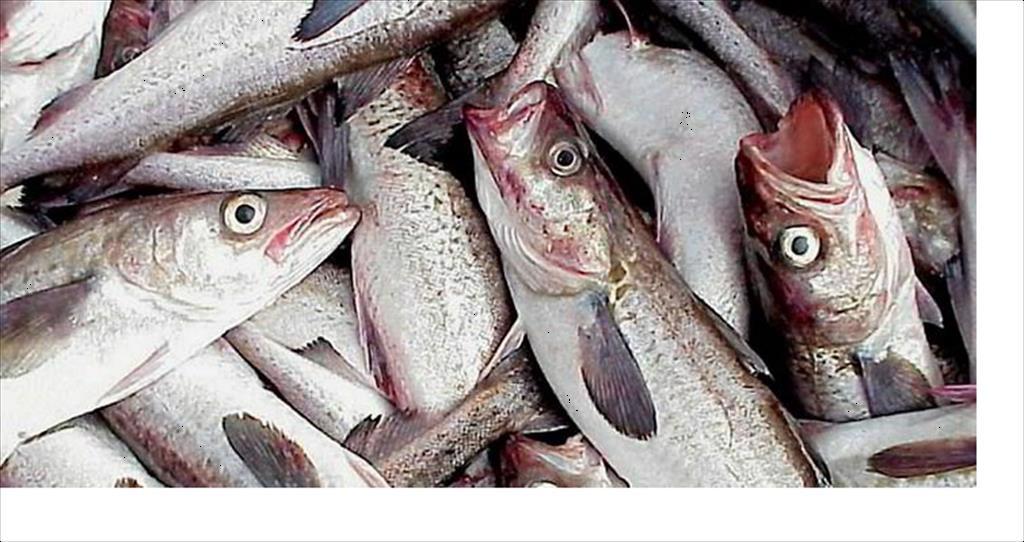 Mỹ Hạn ngạch cá minh thái tăng sẽ giúp cân bằng sản lượng phile và surimi