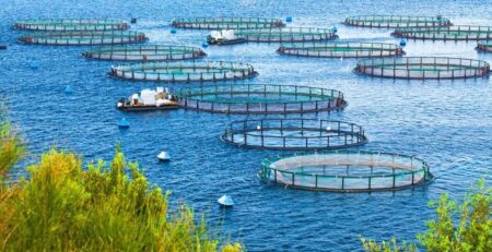  Seafoodsource Top 5 câu chuyện của ngành nuôi trồng thủy sản năm 2022 