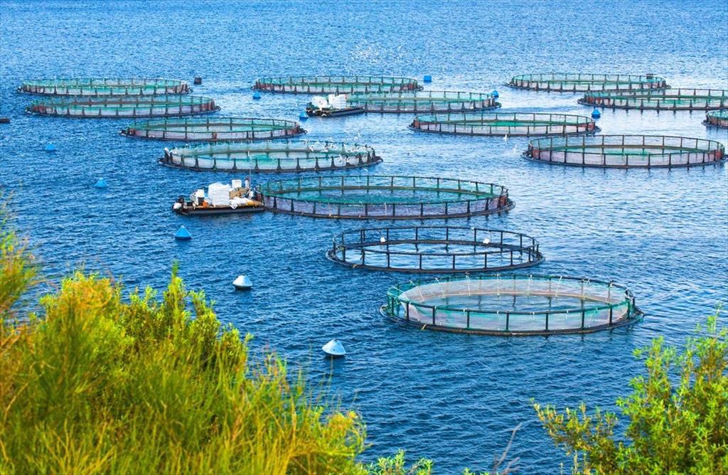  Seafoodsource Top 5 câu chuyện của ngành nuôi trồng thủy sản năm 2022 
