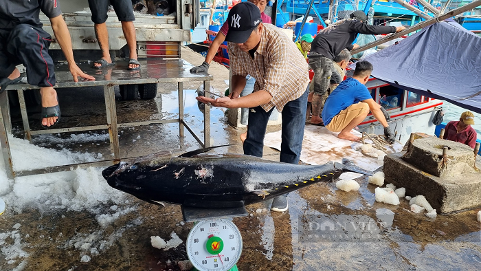 Sau Tết nhiều tàu cá cập bến ở Khánh Hòa mang theo cá ngừ đại dương trọng lượng khủng