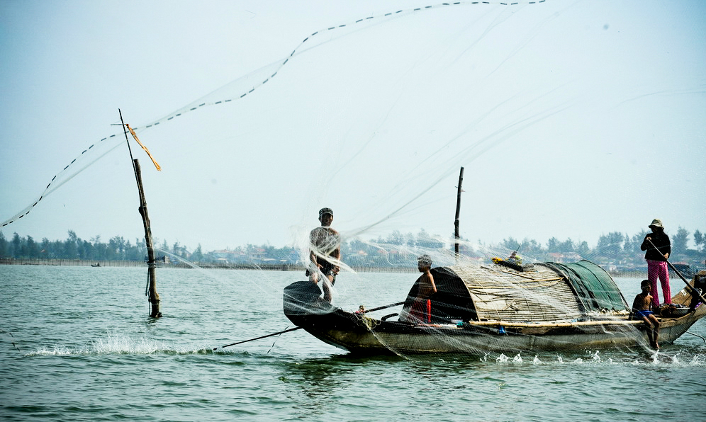 Nông dân phá Tam Giang thu tiền tỷ mỗi năm từ nuôi cá