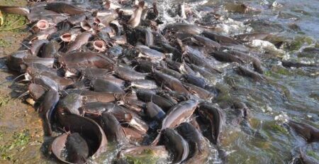 Mỹ cấm nhập khẩu cá da trơn từ Ấn Độ 