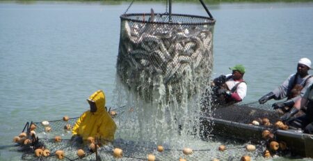 Người nuôi cá da trơn Mỹ tiếp tục đối mặt với những thách thức lớn