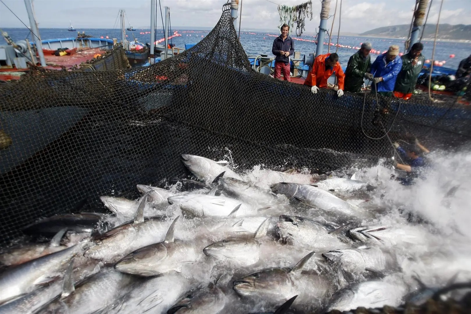 85% sản lượng đánh bắt cá ngừ toàn cầu là từ các ngư trường bền vững