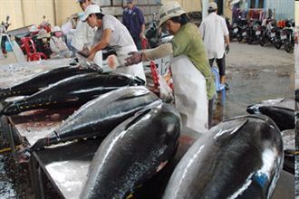 Cá ngừ Việt nhập khẩu vào Mỹ nhiều nhất