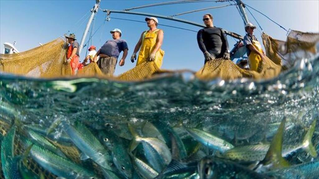 Các nhà sản xuất thức ăn thủy sản lớn cảnh báo ngừng mua cá nguyên liệu không bền vững