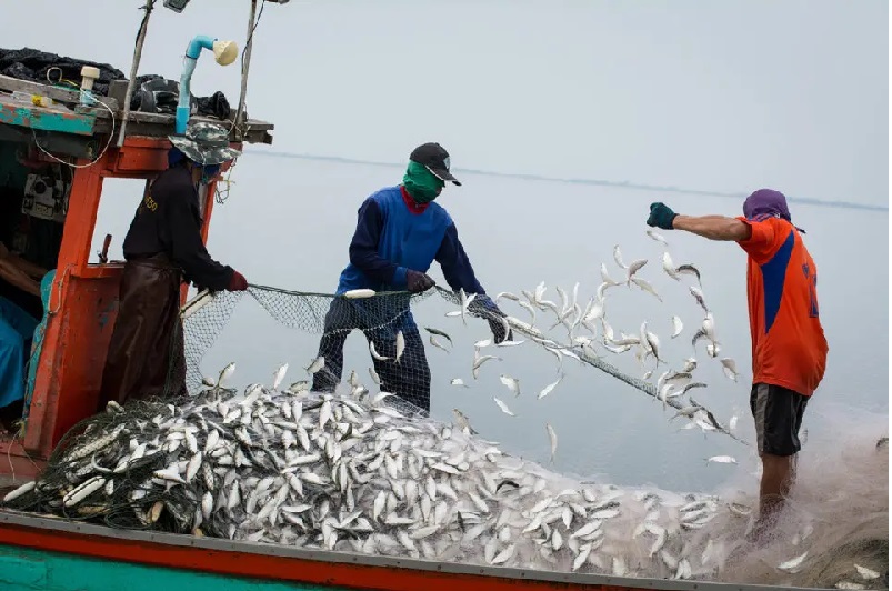 GSA hợp tác trong chương trình phát triển bền vững nghề cá tự nhiên