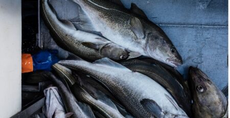 Giá cá cod đông lạnh của Na Uy ổn định do nguồn cung thấp