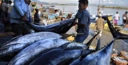 Giá cá ngừ Tây Phi tăng do lệnh cấm FAD