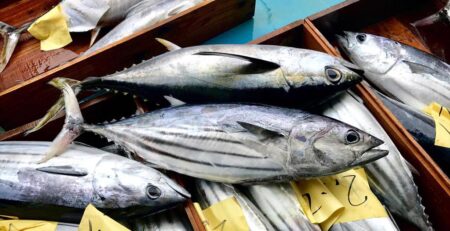 Giá cá ngừ vằn Bangkok tăng do sản lượng khai thác thấp