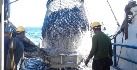 Giá cá ngừ vằn tại Bangkok vẫn ổn định
