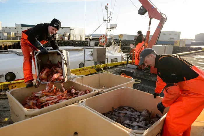 Lo ngại Nga đang đánh bắt cá diêu hồng quá mức