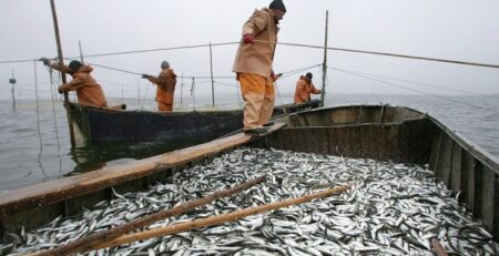 Nga tăng sản lượng đánh bắt cá capelin, cá minh thái, cá tuyết và cá trích