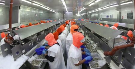 Omarsa (Ecuador) mở rộng vùng nuôi, mua nhà máy chế biến tôm ở Panama