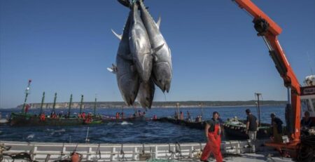 Tây Ban Nha đề nghị đưa cá ngừ ra khỏi FTA với Thái Lan