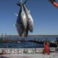 Tây Ban Nha đề nghị đưa cá ngừ ra khỏi FTA với Thái Lan