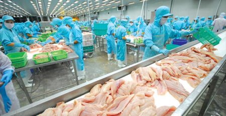 Trung Quốc vẫn là trung tâm chế biến cá thịt trắng quy mô lớn và hiệu quả