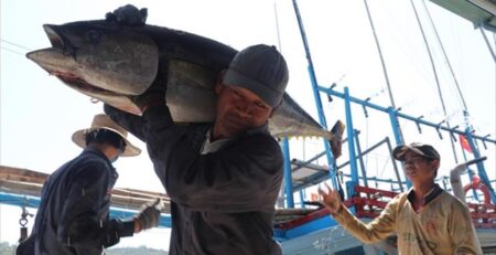 Xuất khẩu cá ngừ đông lạnh sang Nhật Bản tăng gấp 3 lần