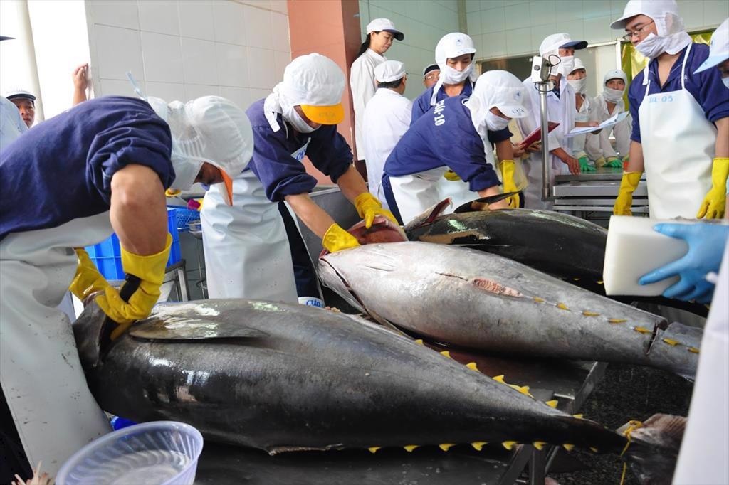 Xuất khẩu cá ngừ sang Tây Ban Nha “khởi sắc” trong tháng 2/2023