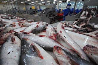 Cá tra Việt sang Nga giảm gần 25%
