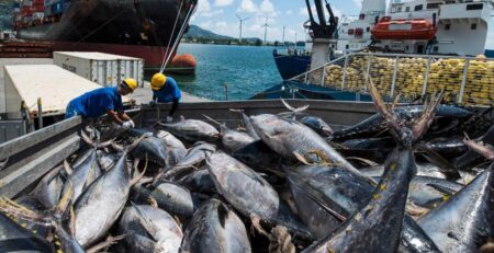 Seychelles phát triển kế hoạch quản lý nghề cá ngừ mới