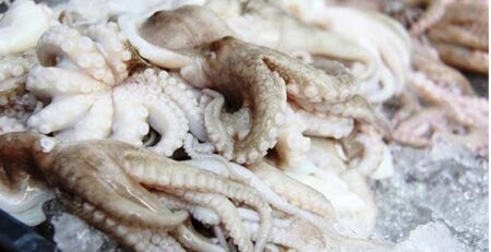 Xuất khẩu mực, bạch tuộc tăng 37% trong tháng 2/2023