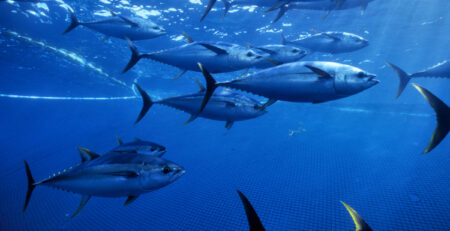 Cá ngừ vây vàng Mexico xuất khẩu sang EU vẫn bị đình chỉ