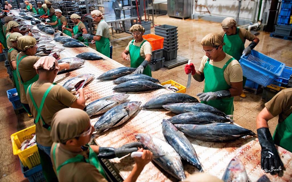 Đánh bắt nhầm động vật có vú biển, Ecuador khó tiếp cận thị trường Mỹ