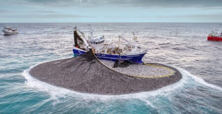 Lượng cập cảng cá mòi biển Na Uy thấp hơn hạn ngạch, cá trích Biển Bắc giảm