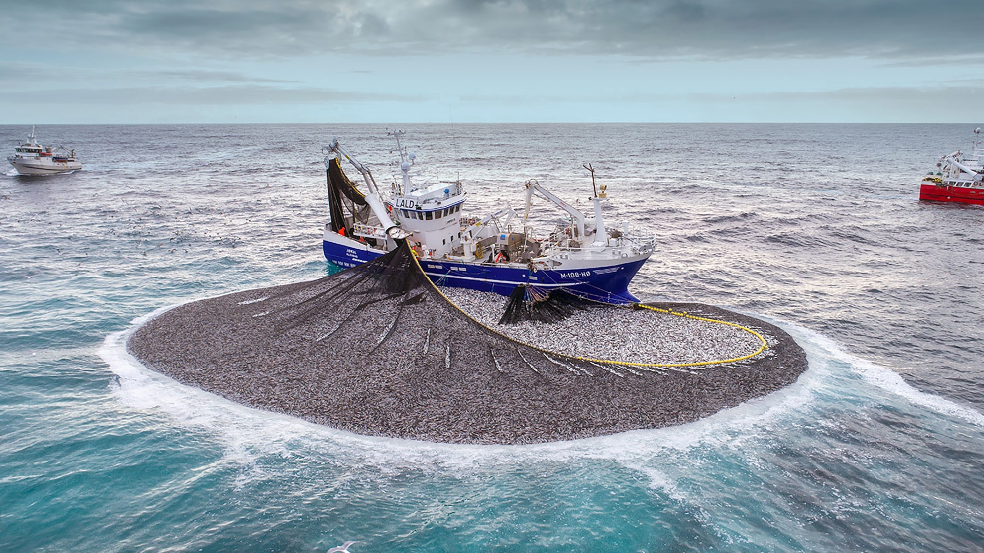 Lượng cập cảng cá mòi biển Na Uy thấp hơn hạn ngạch, cá trích Biển Bắc giảm
