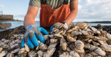 Seafood Watch bị chỉ trích vì đánh giá thấp hàu Vịnh Chesapeake