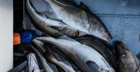 Tái chứng nhận MSC cho cá tuyết ven bờ Na Uy bị trì hoãn