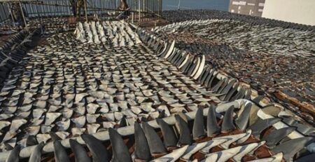 Brazil thu giữ lượng kỷ lục vây cá mập