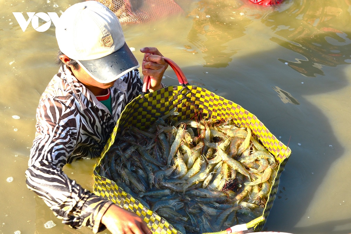 Cà Mau phấn đấu sản lượng nuôi trồng thủy sản đạt 570.000 tấn