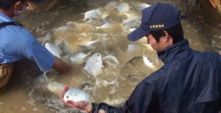 Chứng nhận ASC đầu tiên cho cá chim nuôi được trao cho công ty Xiangtai (Trung Quốc)