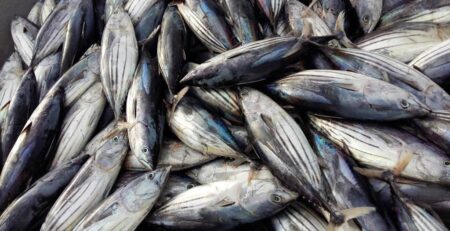 Giá cá ngừ vằn Bangkok tăng nhẹ