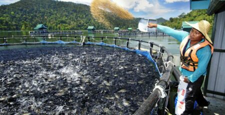 Giá tại đầm cá rô phi sụt giảm